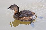 Pied-billed Grebe_42117